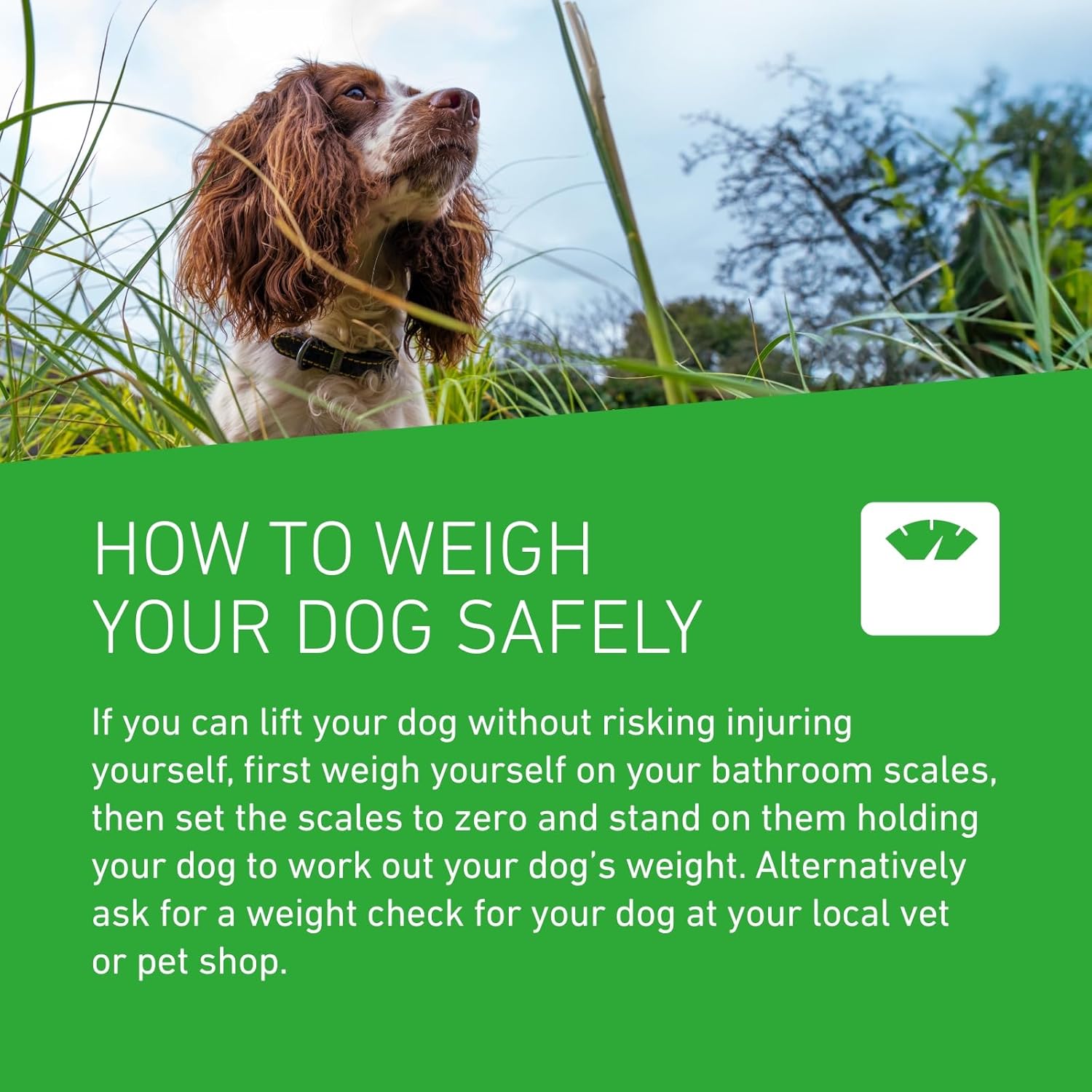 FRONTLINE Plus Flea & Tick Treatment for Small Dogs - 6 Pipettes